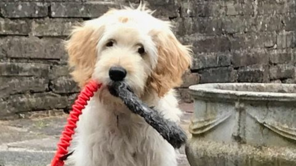 labradoodle with tuggy