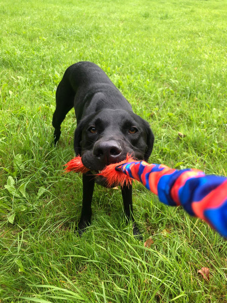 labrador playing with tug toy