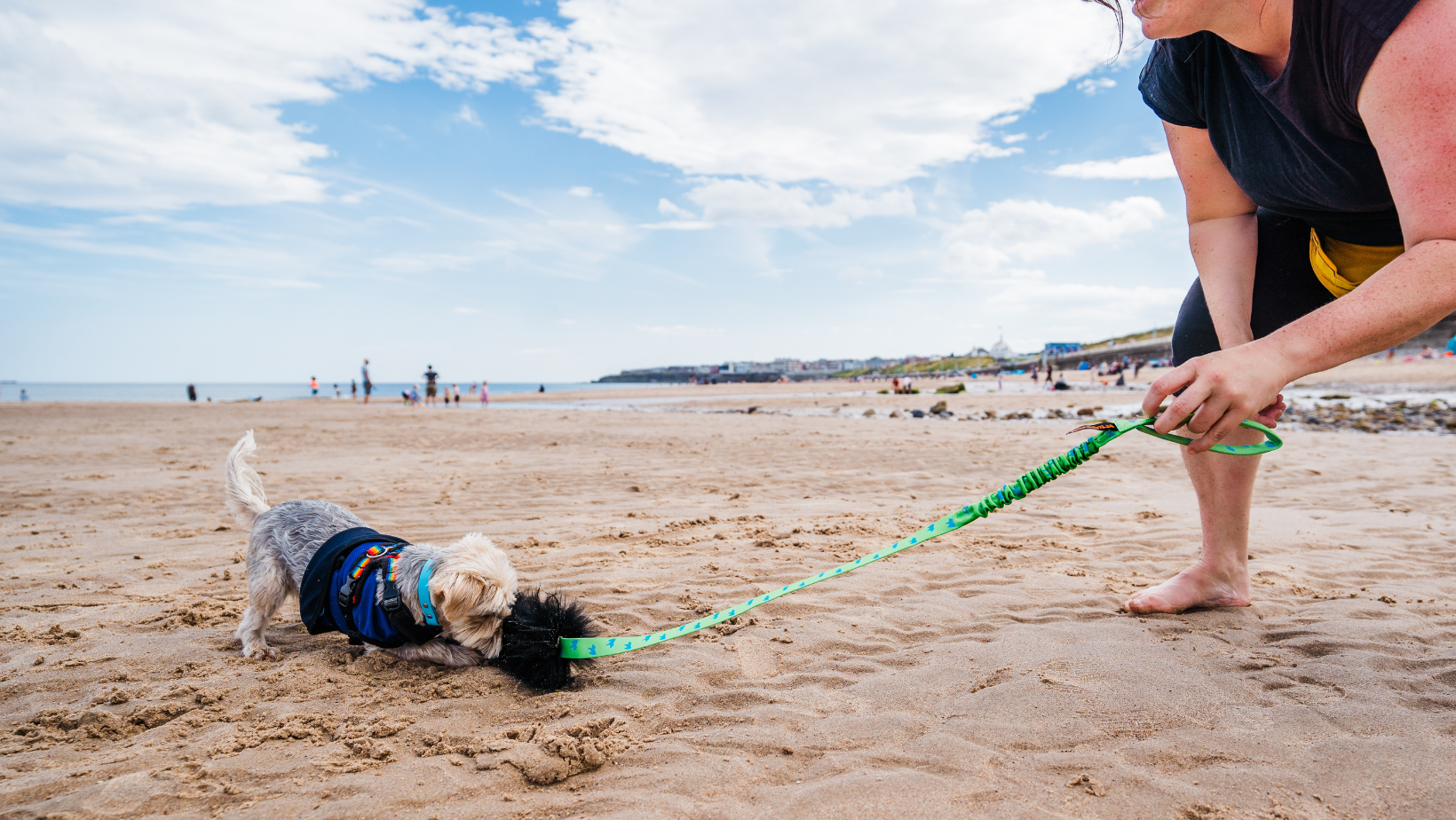 puppy biting sheepskin chaser tug toy on beach