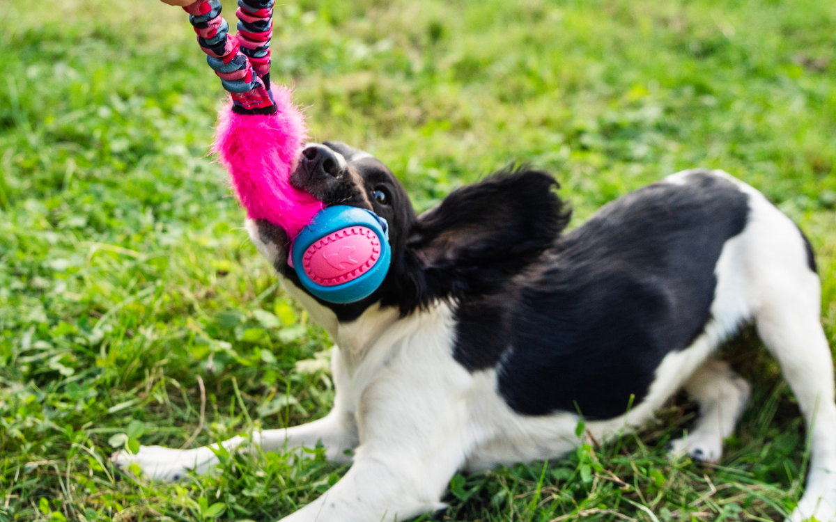 black and white puppy playing with ball toy