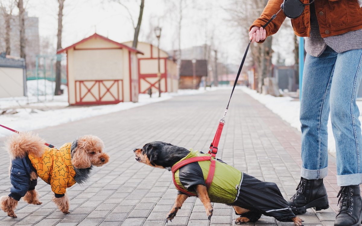 reactive dog lunging on lead at another dog