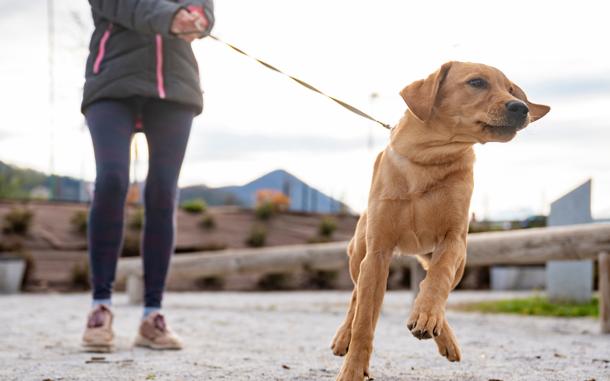 reactive dog pulling on the lead