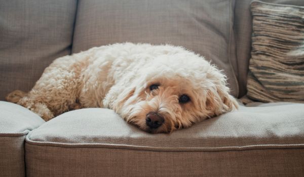 rescue dog resting on sofa