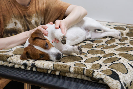 sådan billede Overflødig Seks grunde til at give din hund en massage — Tug-E-Nuff
