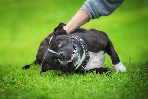 staffy toys