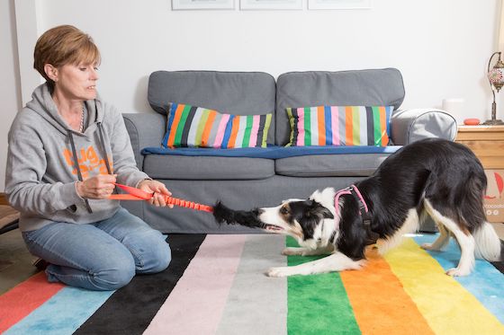 Stay-At-Home Boredom Busters for Dogs