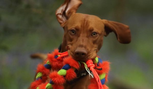 dog holding brightly coloured tough tug toy