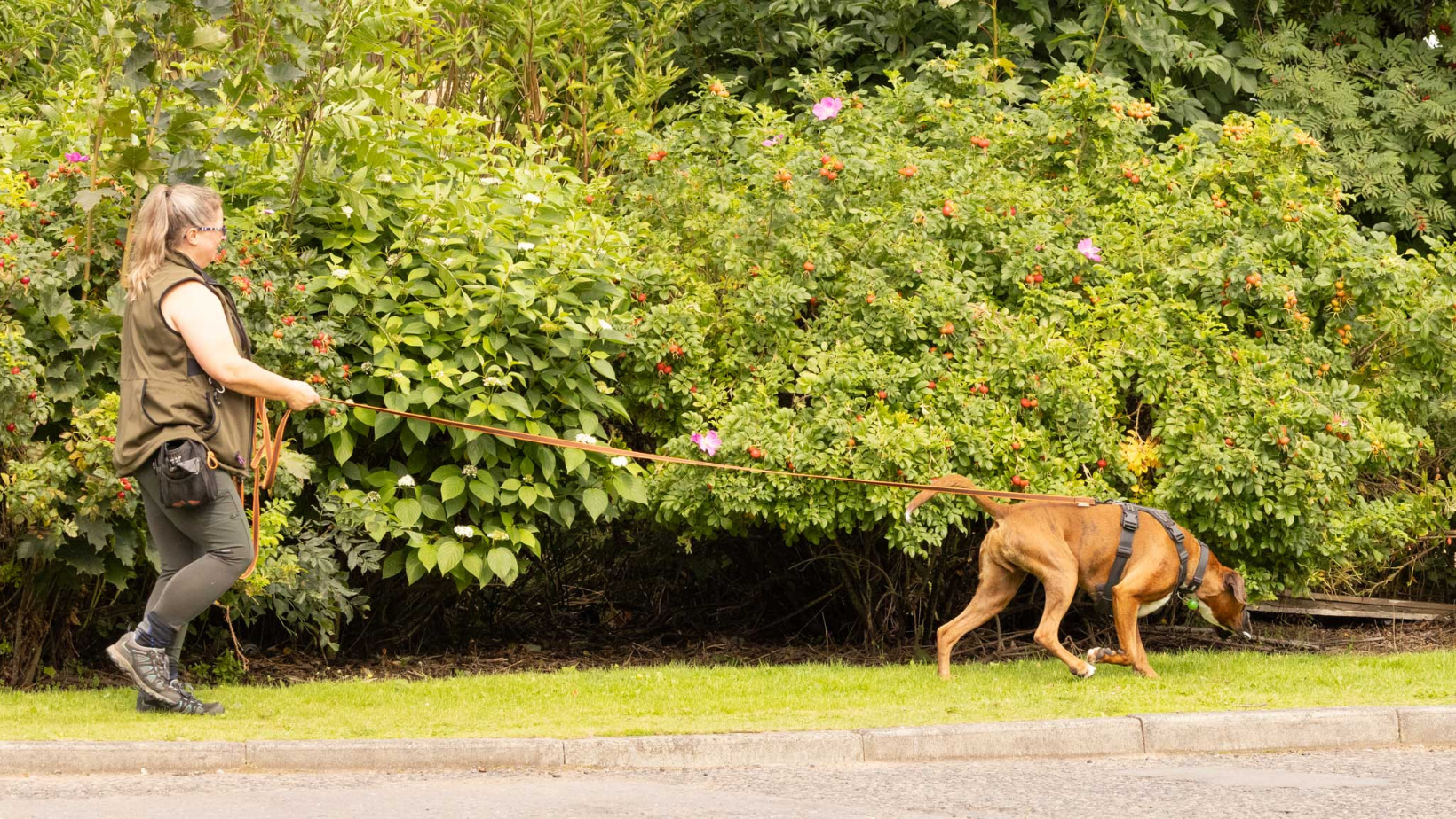 dog mantrailing on a long line in open green space