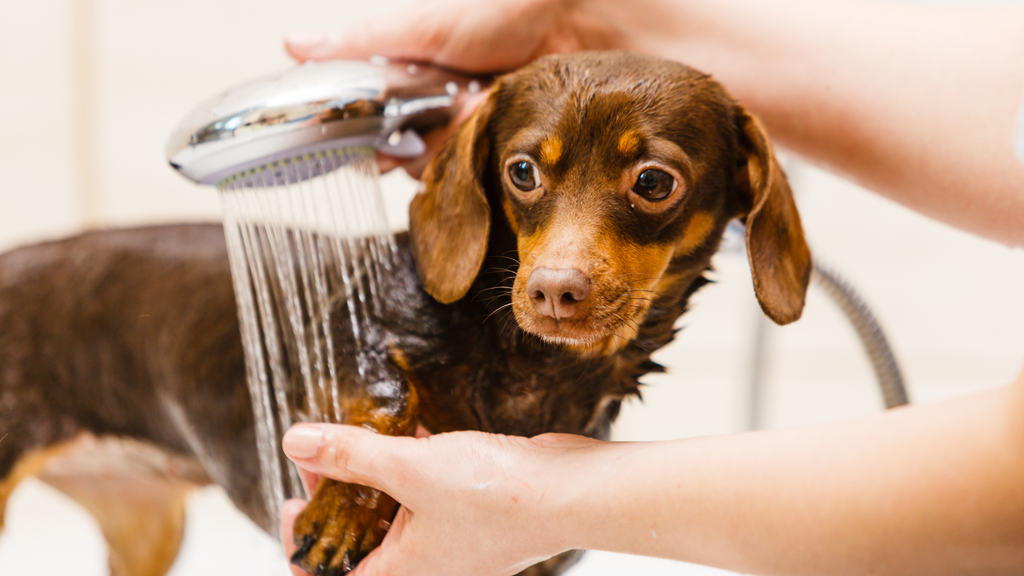 A small dog is washed at home with a dog shower head