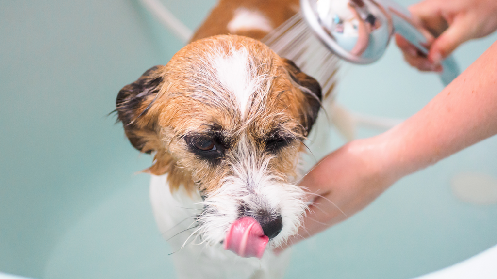 a brown and white dog is washed with a dog shower head