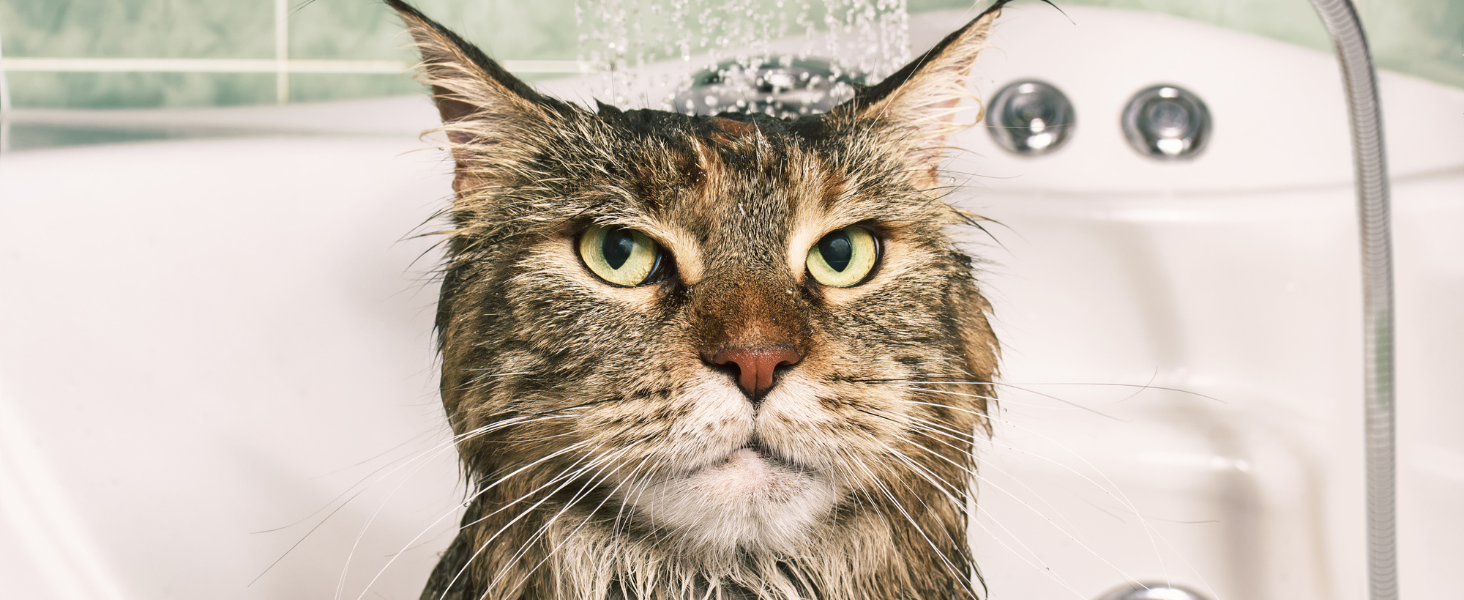Cat Shower Head
