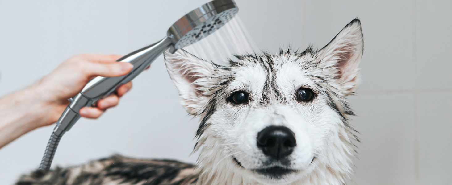 Dog  Handheld Shower
