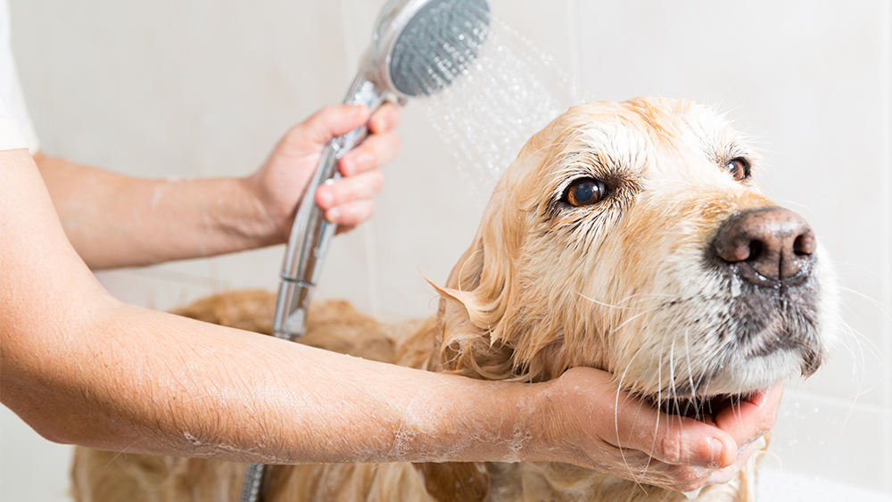 While bathing a medium-sized dog, a woman's arm holds a shower head with hose.