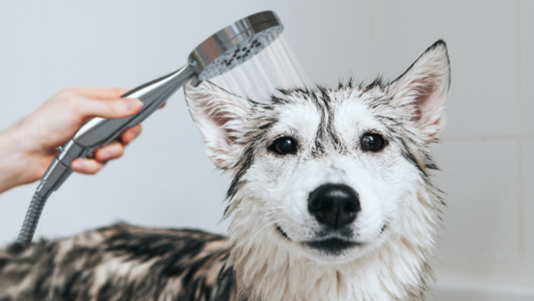 Handheld All-Metal Shower Head for Dogs