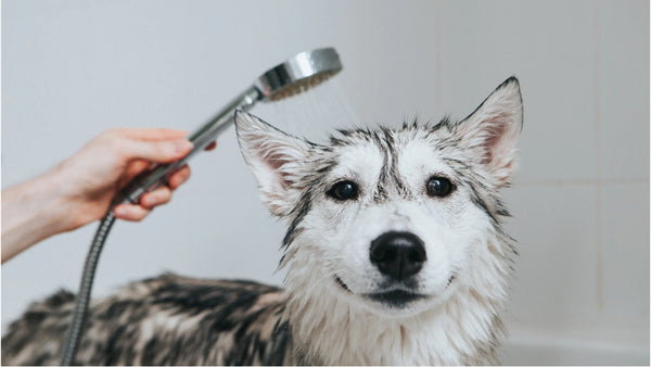 a handheld shower head is used to wash a gray and white dog