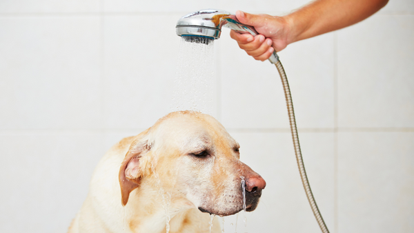 A hand holds a shower head and shower hose to wash a dog