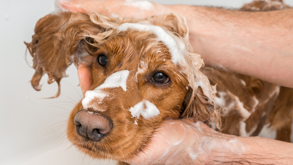 A dog gets a bath using a dog shower attachment