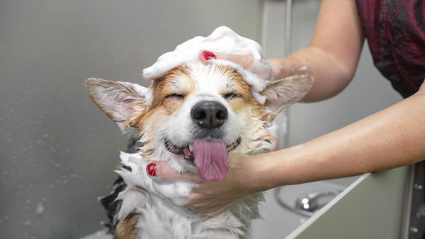A dog gets a bath with a dog shower attachment in the tub