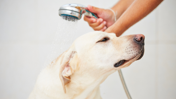 A dog gets a shower with a pet shower head