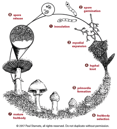 hyphal knots vs primordia