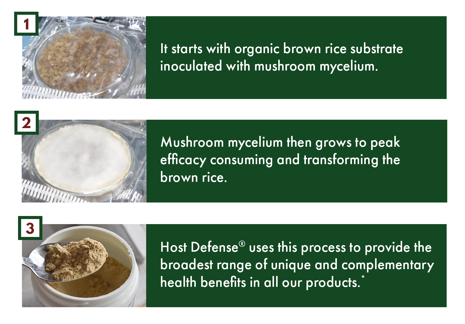 Growing Mushroom Mycelium on Brown Rice Substrate