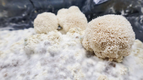 Lion's Mane Mycelium and Fruit bodies on brown rice