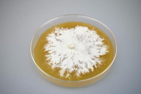Lion's Mane mushroom mycelium in a petri dish