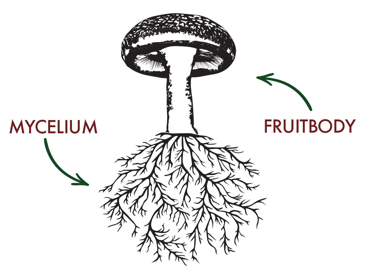 The Truth About Mushroom Mycelium [Science Behind the Superfood]