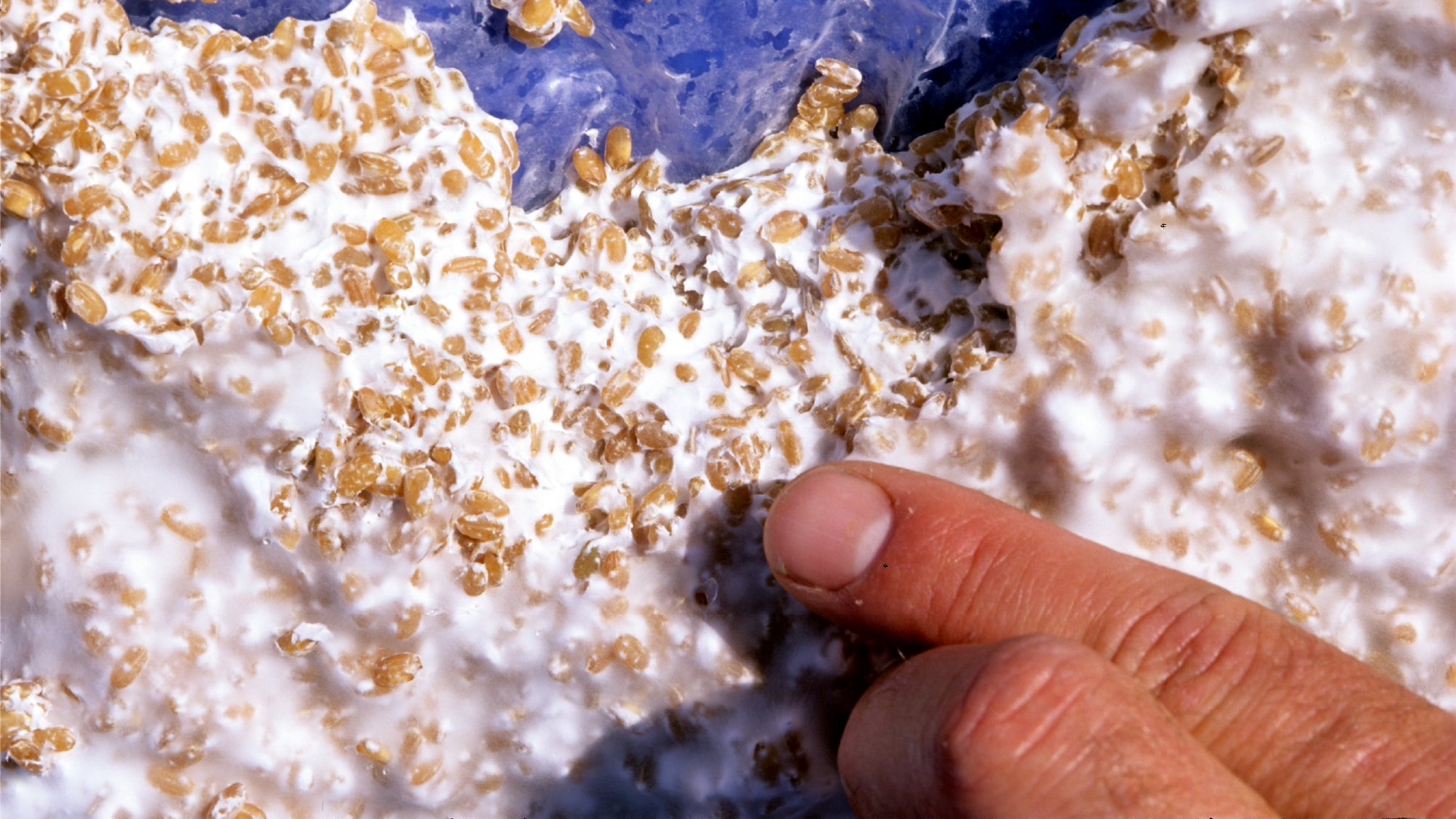 What is ‘Myceliated Grain’? Finger pointing to mycelium grown on brown rice