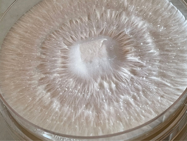 What is a mycelium substrate? Lion's Mane Mycelium in a petri dish.