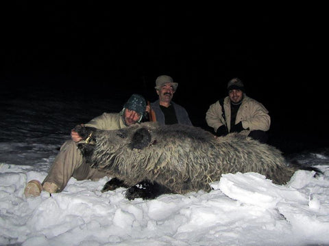 trophy boar, wild boar, hunting, hof, winter, mountain