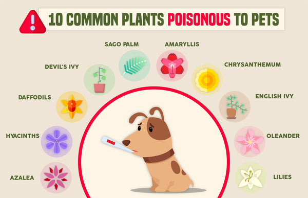 10 Common Plants Poisonous to Pets | Infographic | Pot Shack