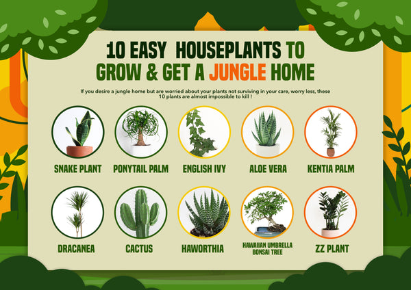 10 easy houseplants to grow | Infographic | Pot Shack