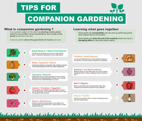 Tips for companion gardening infographic 