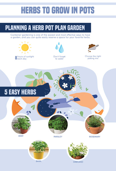 Easy herbs to grow in pots | Infographic | Pot Shack