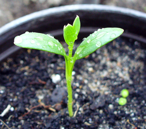 Seedlings first true leaf