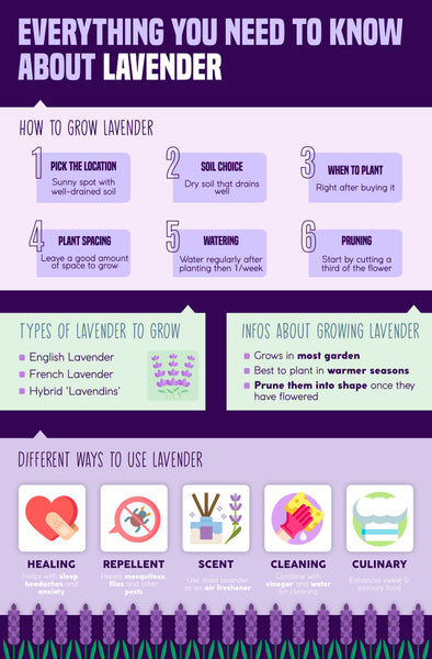 Everything you need to know about lavender | Infographic | Pot Shack