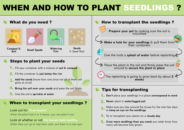 When and how to plant seedlings | Pot Shack