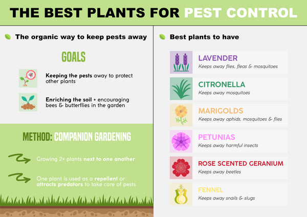 Best Plants for pest control | Pot Shack