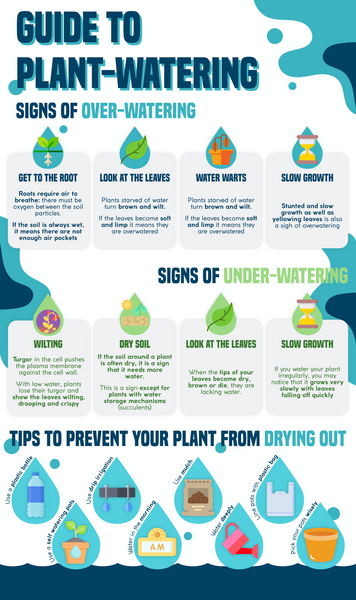 Guide for watering potted plants | Infographic | Pot Shack