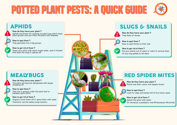 Potted Plant Pests: A Quick Guide | Infographic | Pot Shack