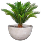 Cycad Plant Pot