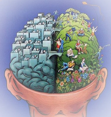 brain.jpg brain.jpg