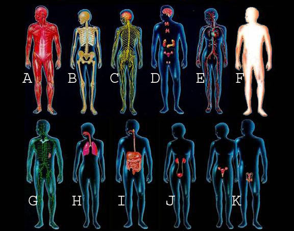 11 bodily systems