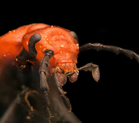 LabCam-Red-headed cardinal beetle (Pyrochroa serraticornis)