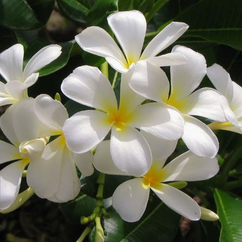 jasmine