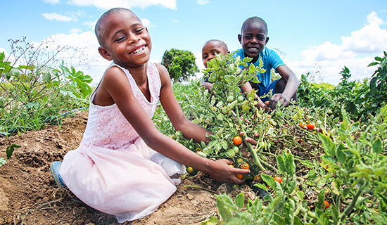 Three children smile for the camera, sitting in a garden filled with tomatoes.