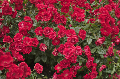 Rosas Rojas