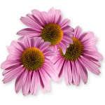 Echinacea