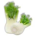 Fennel